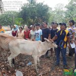 Cattle raising and production in Columbio AMIA villages