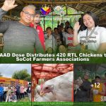 SAAD Distrubutes 420 RTL Chickens to SoCot Farmers Associations