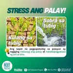 SOBRA o KULANG sa tubig, stress ‘yan sa palayan!
